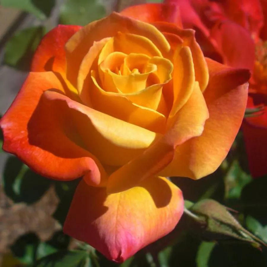 Naranja - Rosa - Joseph's Coat - rosal de pie alto