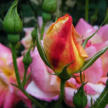 Rosa Joseph's Coat - pomarańczowy - róża pienna - Róże pienne - z kwiatami bukietowymi