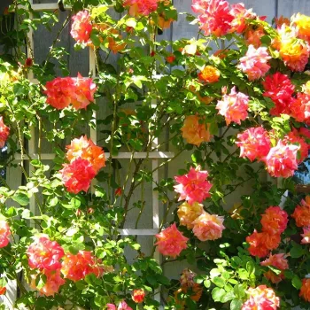 Portocale - trandafiri pomisor - Trandafir copac cu trunchi înalt – cu flori în buchet