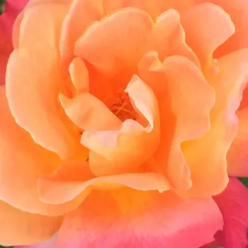 Rosa Joseph's Coat - moyennement parfumé - Fleurs groupées en bouquet - rosier à haute tige - orange - David L. Armstrong - retombant - -