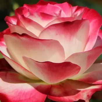 Rózsák webáruháza. - vörös - fehér - virágágyi floribunda rózsa - Jubile Du Prince De Monaco® - nem illatos rózsa - (70-80 cm)