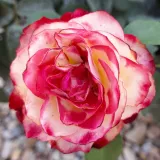 Floribunda roos - rood wit - geurloze roos - Rosa Jubile Du Prince De Monaco® - Rozenstruik kopen