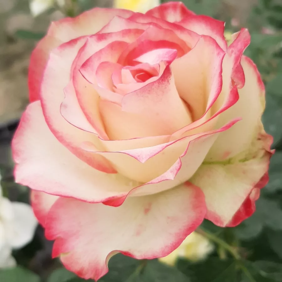 Vörös - fehér - Rózsa - Jubile Du Prince De Monaco® - Online rózsa rendelés