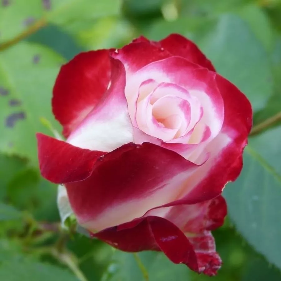 Róża bez zapachu - Róża - Jubile Du Prince De Monaco® - Szkółka Róż Rozaria