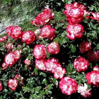 Krémszínű - vörös sziromszél - virágágyi floribunda rózsa   (70-80 cm)