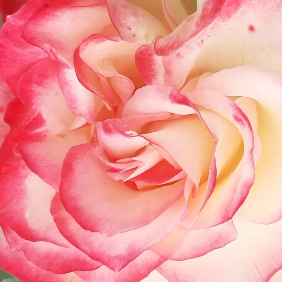Floribunda - Trandafiri - Jubile Du Prince De Monaco® - Trandafiri online