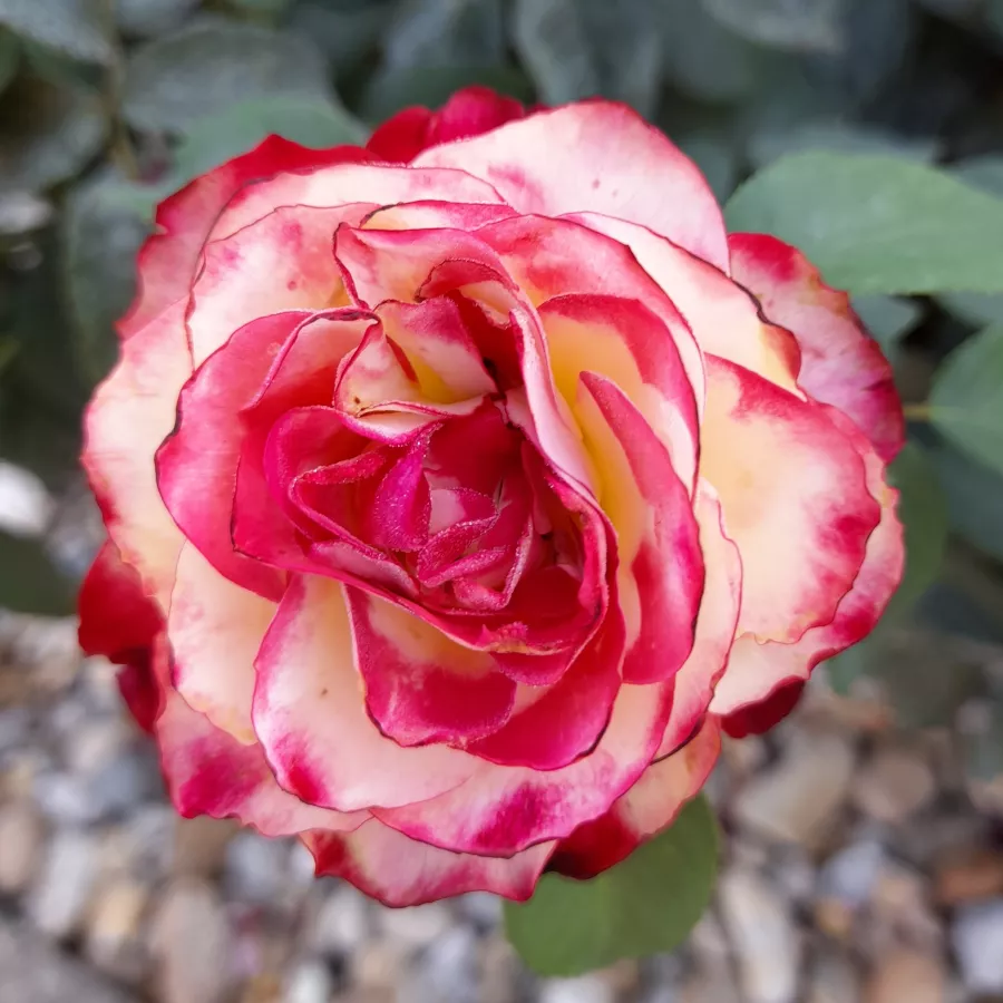 Vörös - fehér - Rózsa - Jubile Du Prince De Monaco® - Kertészeti webáruház