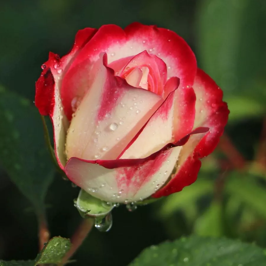 Trandafiri pomisor - Trandafir copac cu trunchi înalt – cu flori în buchet - Trandafiri - Jubile Du Prince De Monaco® - 