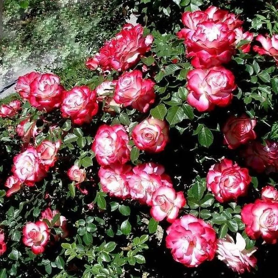 120-150 cm - Róża - Jubile Du Prince De Monaco® - 