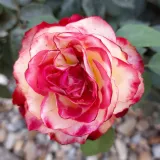 Vörös - fehér - nem illatos rózsa - Online rózsa vásárlás - Rosa Jubile Du Prince De Monaco® - virágágyi floribunda rózsa