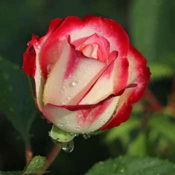 Rosa Jubile Du Prince De Monaco® - vörös - fehér - virágágyi floribunda rózsa