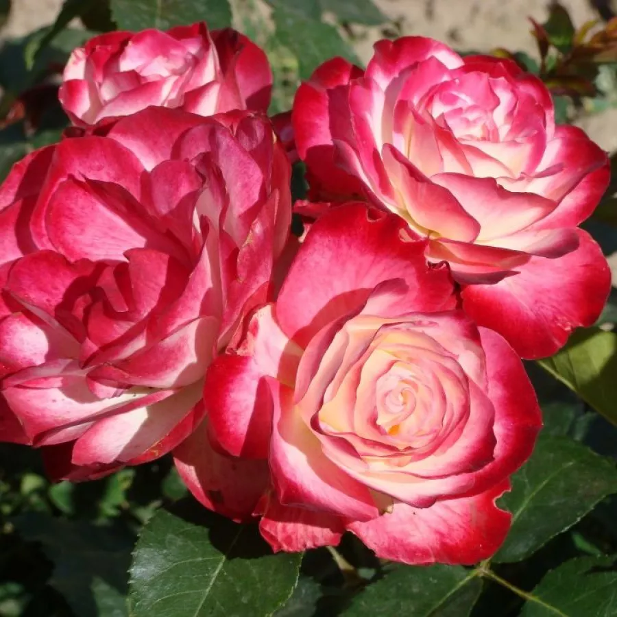 Róże rabatowe grandiflora - floribunda - Róża - Jubile Du Prince De Monaco® - róże sklep internetowy