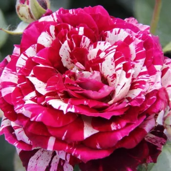 Online rózsa vásárlás - vörös - fehér - teahibrid rózsa - Julio Iglesias® - intenzív illatú rózsa - barack aromájú - (70-80 cm)