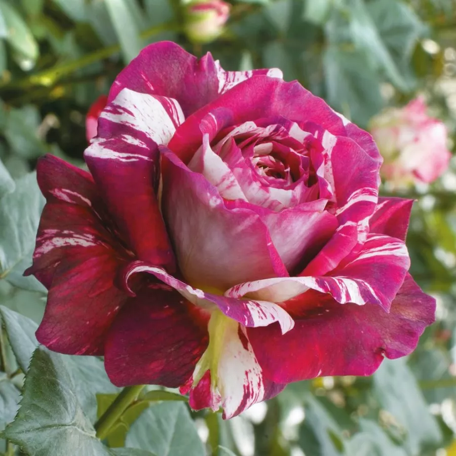 Vörös - fehér - Rózsa - Julio Iglesias® - Online rózsa rendelés