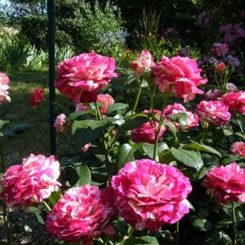 Rouge blanc - rosier haute tige - Fleurs groupées en bouquet