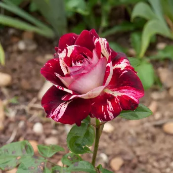 Rosa Julio Iglesias® - rosu alb - Trandafiri hibrizi Tea