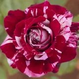 Vörös - fehér - intenzív illatú rózsa - barack aromájú - Online rózsa vásárlás - Rosa Julio Iglesias® - teahibrid rózsa