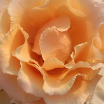 Online rózsa kertészet - narancssárga - teahibrid rózsa - Just Joey™ - intenzív illatú rózsa - barack aromájú - (75-120 cm)