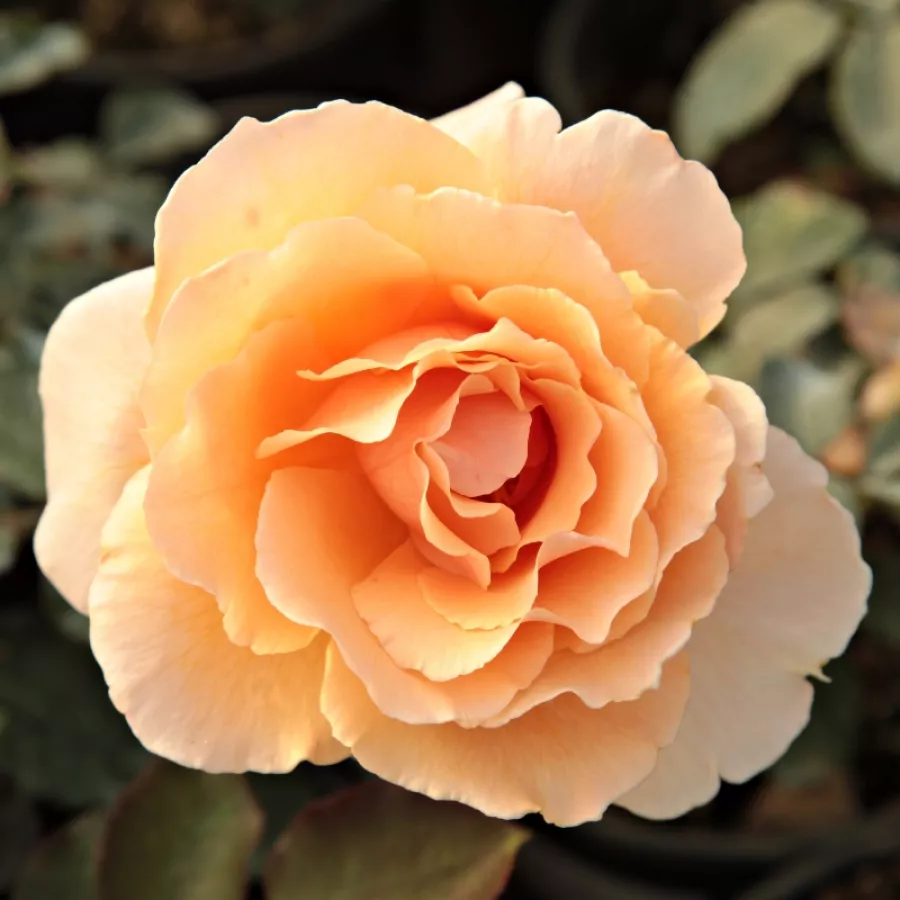 Róża wielkokwiatowa - Hybrid Tea - Róża - Just Joey™ - Szkółka Róż Rozaria