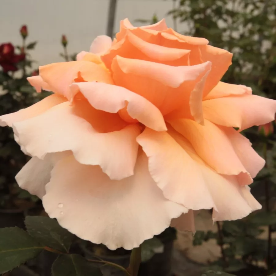 Arancia - Rosa - Just Joey™ - Produzione e vendita on line di rose da giardino
