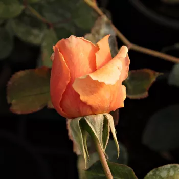 Rosa Just Joey™ - naranja - rosales híbridos de té