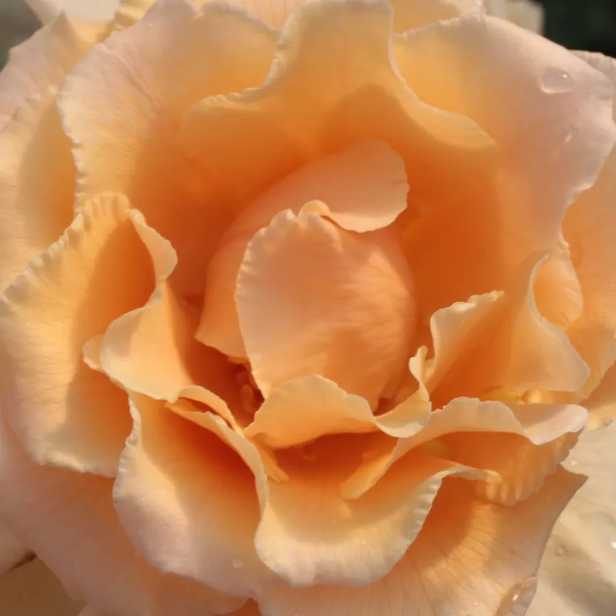 Hybrid Tea - Rosa - Just Joey™ - Produzione e vendita on line di rose da giardino