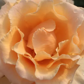 Online rózsa rendelés  - teahibrid rózsa - narancssárga - intenzív illatú rózsa - barack aromájú - Just Joey™ - (75-120 cm)