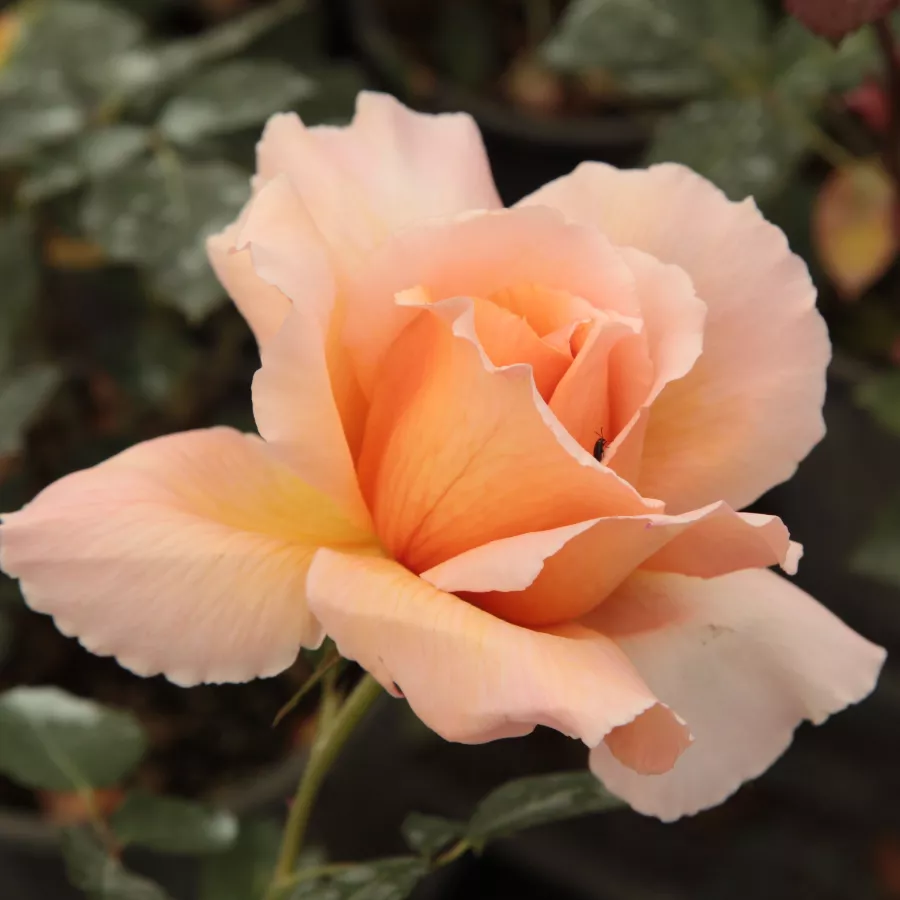 Róża pienna - Róże pienne - z kwiatami hybrydowo herbacianymi - Róża - Just Joey™ - 