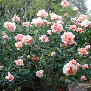 Naranja - árbol de rosas híbrido de té – rosal de pie alto - rosa de fragancia intensa - melocotón