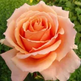 Teehybriden-edelrosen - stark duftend - orange - Rosa Just Joey™
