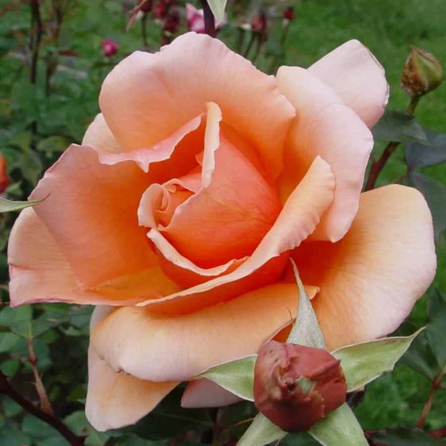 Trandafiri hibrizi Tea - Trandafiri - Just Joey™ - comanda trandafiri online
