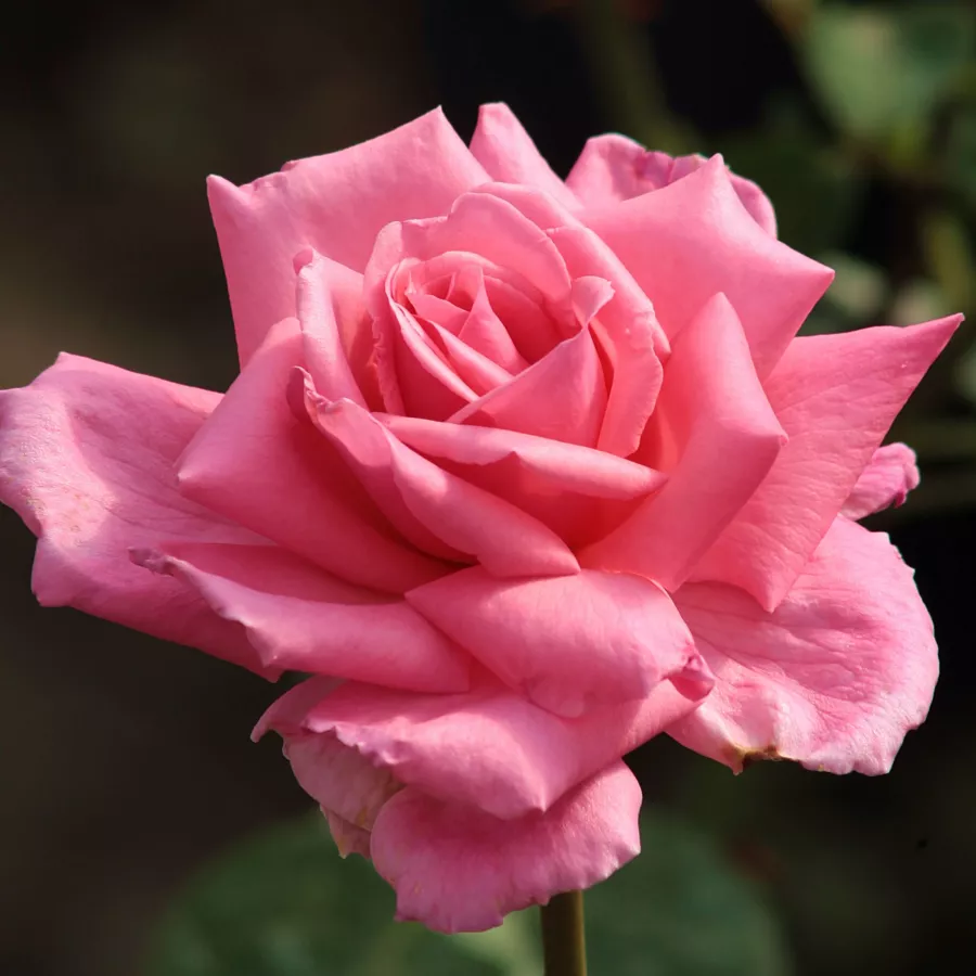 Różowy - Róża - Kanizsa - Szkółka Róż Rozaria