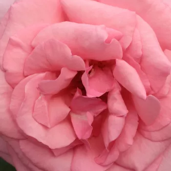 Rosen Shop - teehybriden-edelrosen - rosa - Rosa Kanizsa - mittel-stark duftend - Márk Gergely - Ihre Blüte ist gefüllt, grell rosa und duftend, mit einem Durchmesser von 12-14 cm. Die Blütezeit beginnt in der ersten Junihälfte und dauert fast ununterbroc