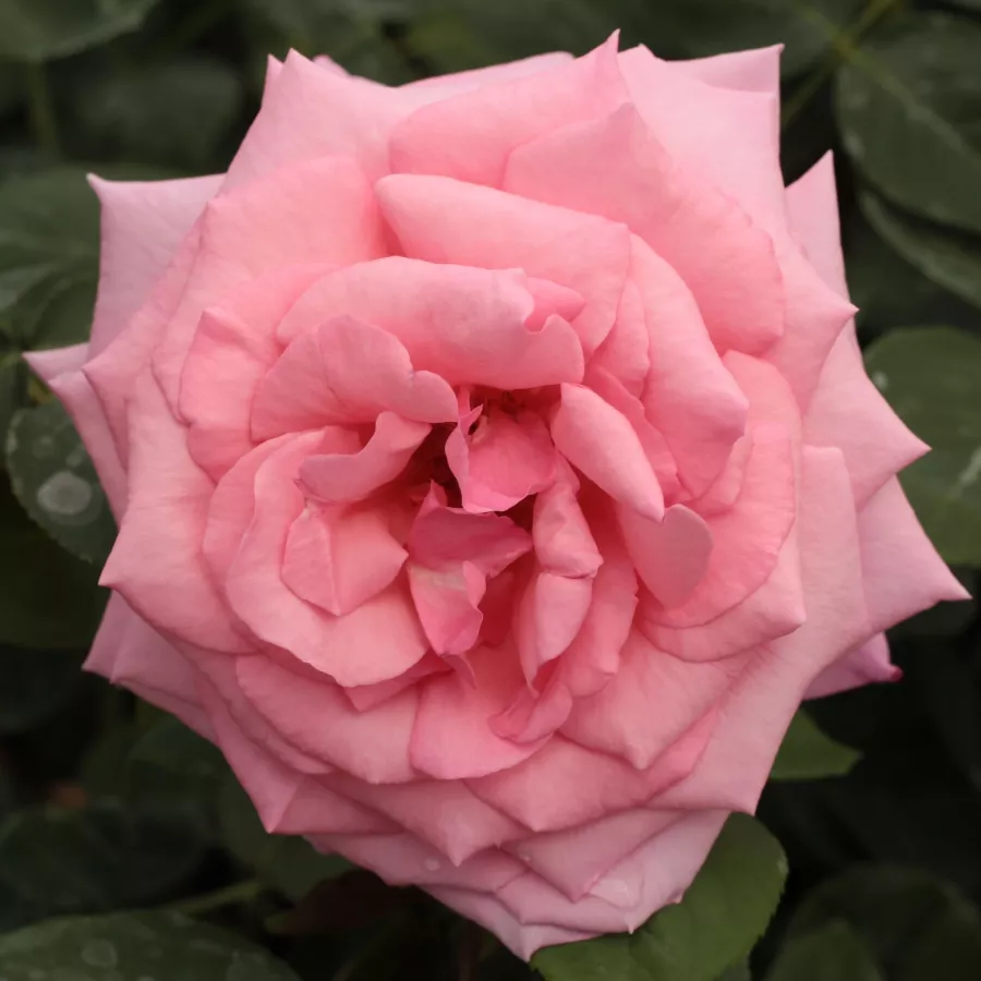Różowy - Róża - Kanizsa - 