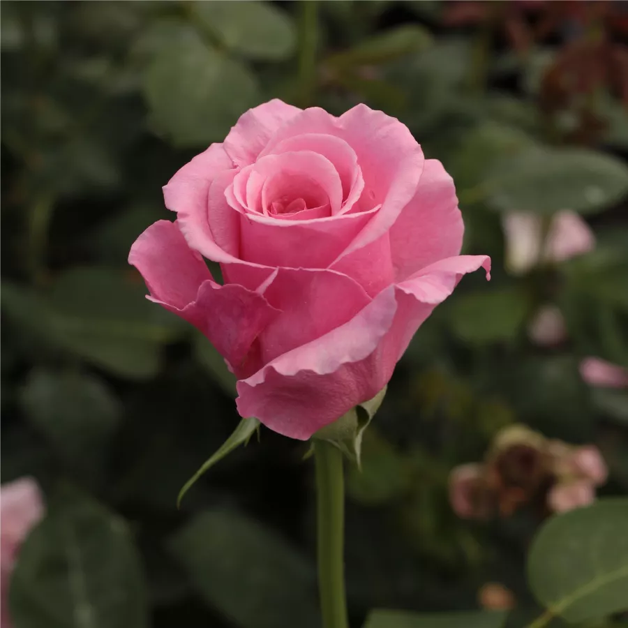 Stromkové růže - Stromkové růže s květmi čajohybridů - Růže - Kanizsa - 