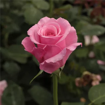 Rosa Kanizsa - rózsaszín - teahibrid virágú - magastörzsű rózsafa