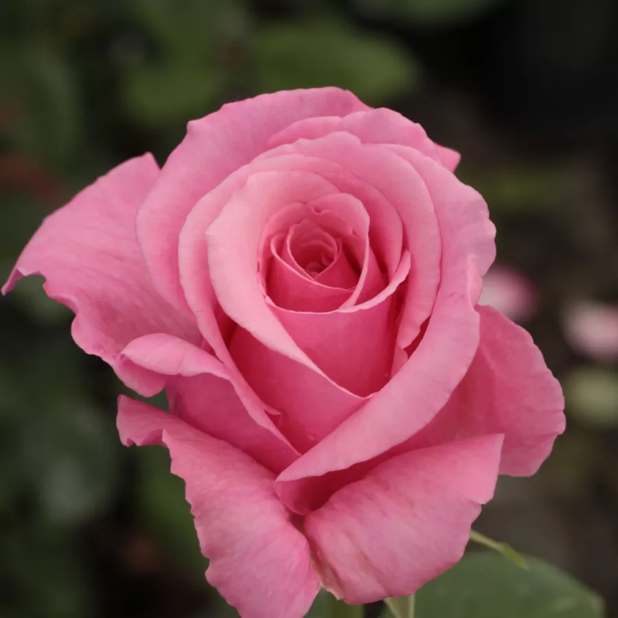 120-150 cm - Rosa - Kanizsa - rosal de pie alto