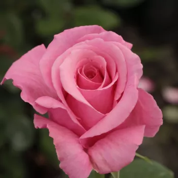 Rózsaszín - teahibrid virágú - magastörzsű rózsafa - közepesen illatos rózsa - orgona aromájú