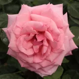 Stromčekové ruže - ružová - Rosa Kanizsa - stredne intenzívna vôňa ruží - vôňa