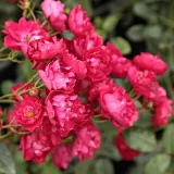 Rózsaszín - talajtakaró rózsa - Online rózsa vásárlás - Rosa Ännchen Müller - diszkrét illatú rózsa - méz aromájú
