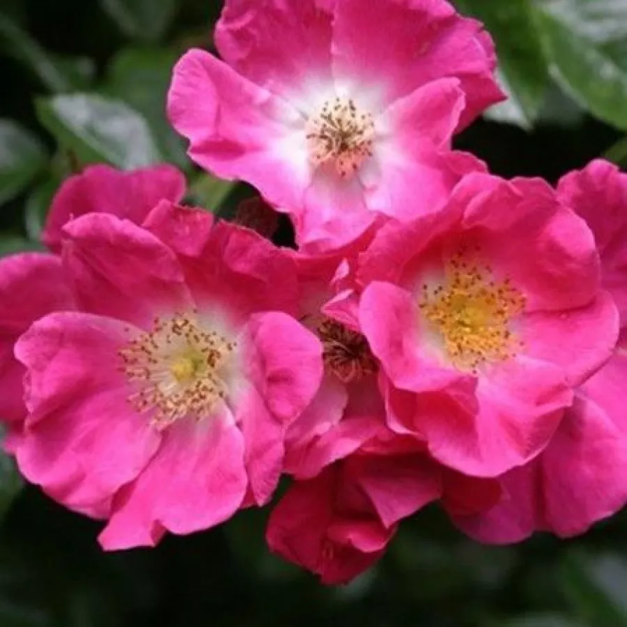 Różowy - Róża - Ännchen Müller - Szkółka Róż Rozaria