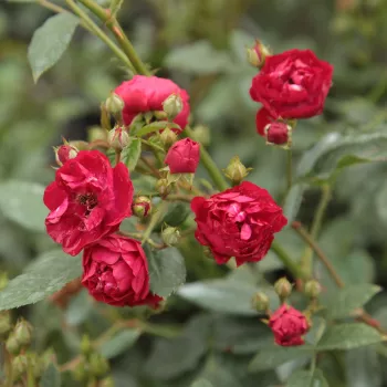 Rosa Ännchen Müller - ružičasta - ruže stablašice -