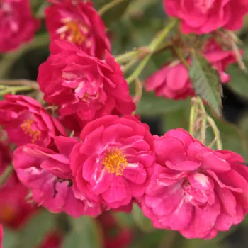 Pedir rosales - rosa - árbol de rosas miniatura - rosal de pie alto - Ännchen Müller - rosa de fragancia discreta - miel