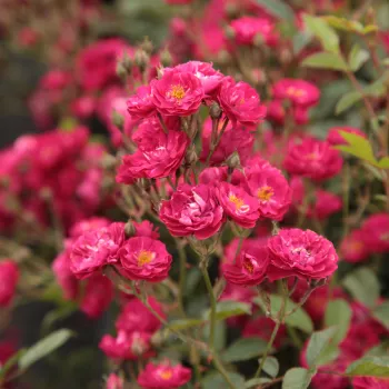 Sötétrózsaszín - talajtakaró rózsa - diszkrét illatú rózsa - méz aromájú