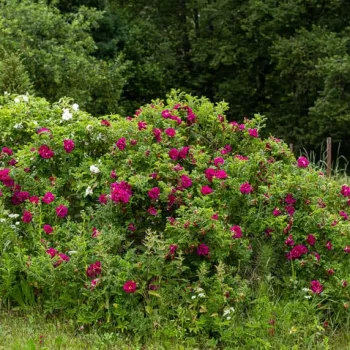 Mély, sötét borvörös árnyalat finom lila beütéssel. - parkrózsa - erőteljes, messziről érezhető illatú rózsa - rózsás aromájú