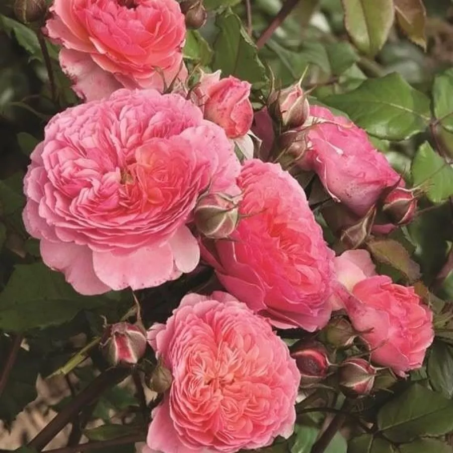 Róża o intensywnym zapachu - Róża - Katarina ™ - sadzonki róż sklep internetowy - online
