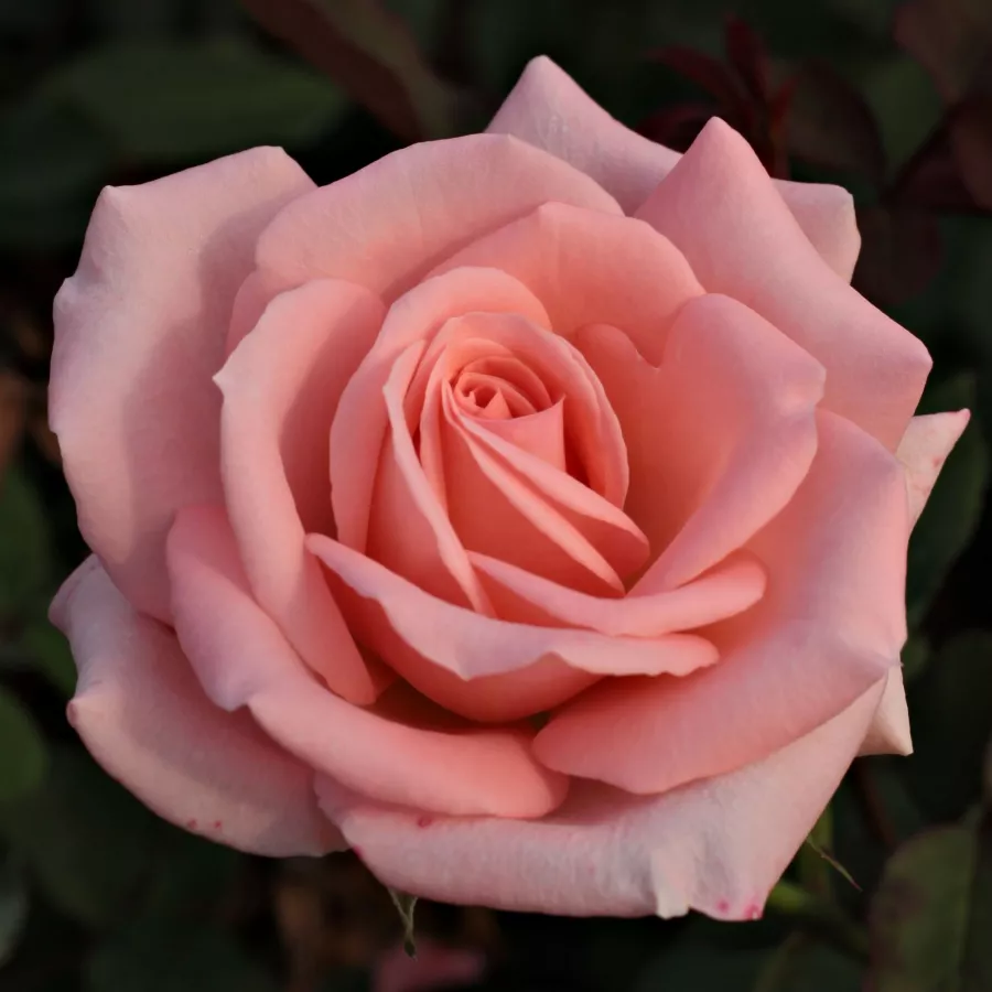 Rose Ibridi di Tea - Rosa - Katrin - Produzione e vendita on line di rose da giardino
