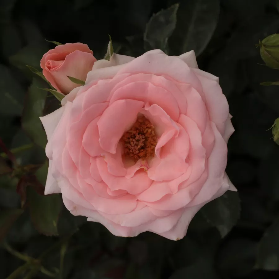 Różowy - Róża - Katrin - Szkółka Róż Rozaria