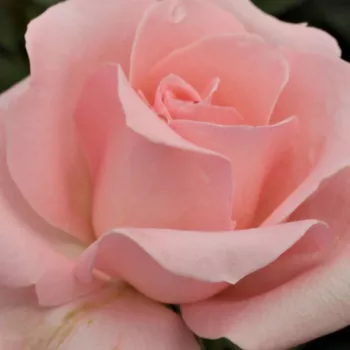 Online rózsa webáruház - teahibrid rózsa - rózsaszín - nem illatos rózsa - Katrin - (50-90 cm)