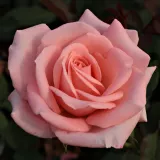 Ružová - stromčekové ruže - Rosa Katrin - bez vône